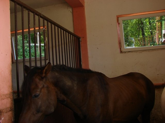Hubertus 2010
